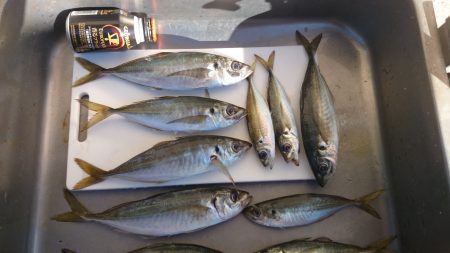 香住東港へ今年初の日本海遠征釣果　投げサビ…