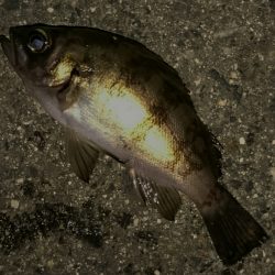 メバリング  神戸空港から北埠頭 ランガン