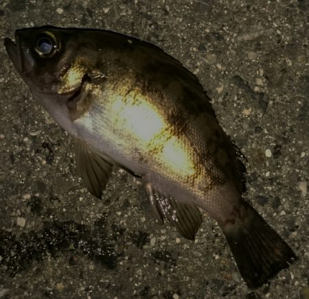 メバリング  神戸空港から北埠頭 ランガン…