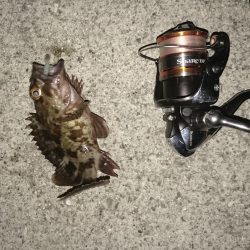 メバリングのはずかガシラ ばっかり