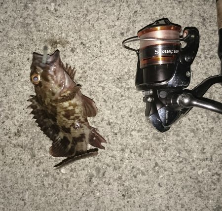 メバリングのはずかガシラ ばっかり