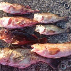 1/24(土)垂水一文字釣果