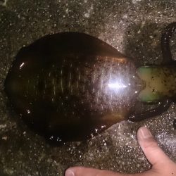 今年初エギング！