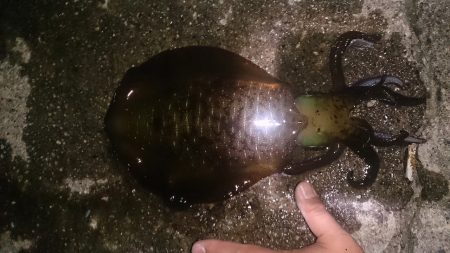 今年初エギング！