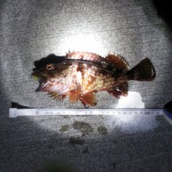 小島漁港　メバリングは激濁りで釣りにならず