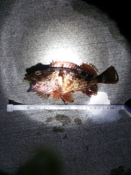 小島漁港　メバリングは激濁りで釣りにならず…