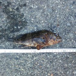 ライトゲームで5目釣り