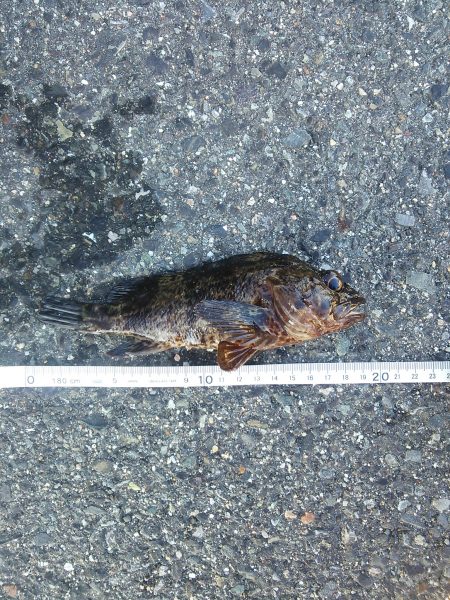 ライトゲームで5目釣り