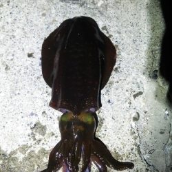 串本港ヤエンでアオリイカ3杯