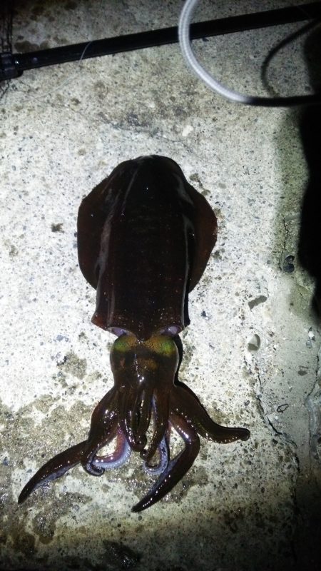 串本港ヤエンでアオリイカ3杯