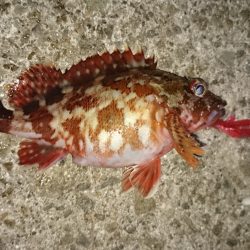 田ノ浦 ガシリング