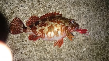 田ノ浦 ガシリング