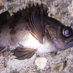 なんとかメバル！