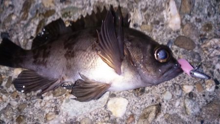 なんとかメバル！