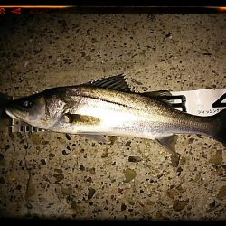 エビ撒き釣り2015開幕！