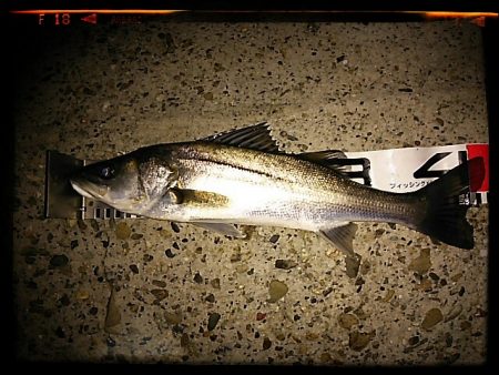 エビ撒き釣り2015開幕！