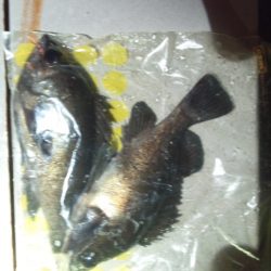 大蔵海岸　夜のメバル狙いでやっと20up