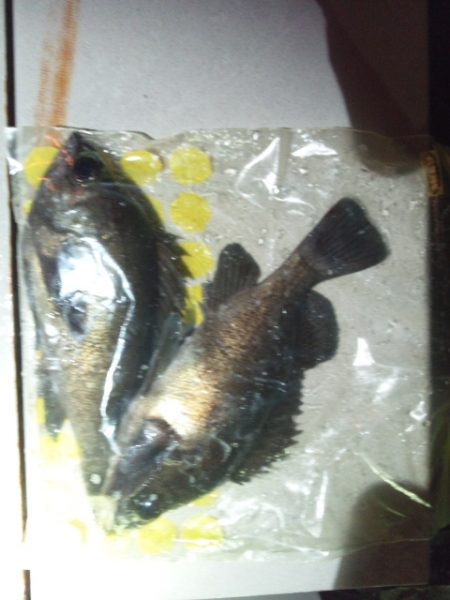 大蔵海岸　夜のメバル狙いでやっと20up