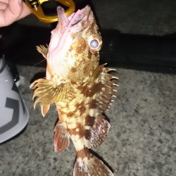 癒しのガシリング