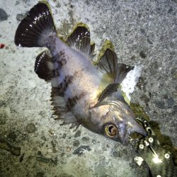 ボトムワインドやっと反応