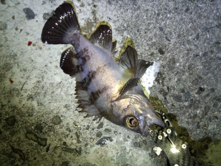 ボトムワインドやっと反応