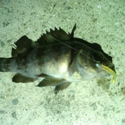 箱作　壁際メバリングも最小記録メバル