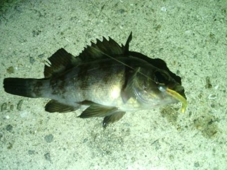 箱作　壁際メバリングも最小記録メバル