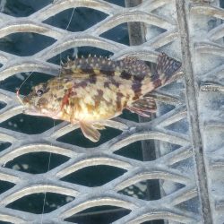 とっとパーク小島　サビキでのメバル釣り…