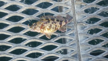 とっとパーク小島　サビキでのメバル釣り…