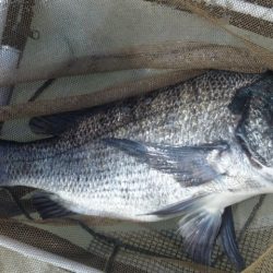 河口にて、チヌフカセ！