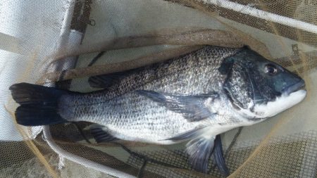 河口にて、チヌフカセ！