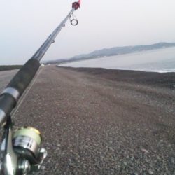 煙樹ヶ浜で、メジロ