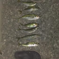 白浜周辺　夕方のサビキ釣りで大きめのアジ