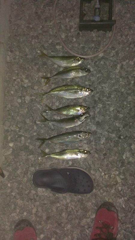 白浜周辺　夕方のサビキ釣りで大きめのアジ