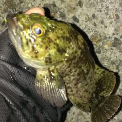 風裏でガシラ釣り