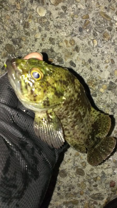 風裏でガシラ釣り