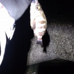 単独メバリング