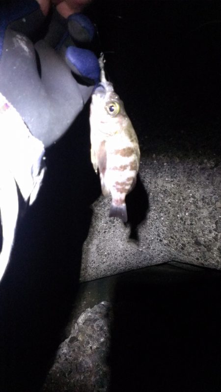 単独メバリング