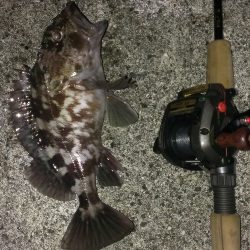 尼崎ガシラ 喰いの悪さに対応してボウズ逃れ成功