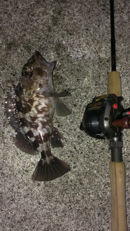 尼崎ガシラ 喰いの悪さに対応してボウズ逃れ…