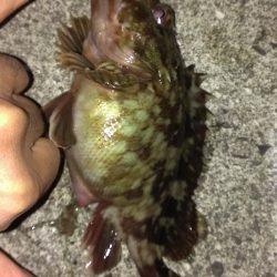 ズボと胴突き ガシラが好きなのは？