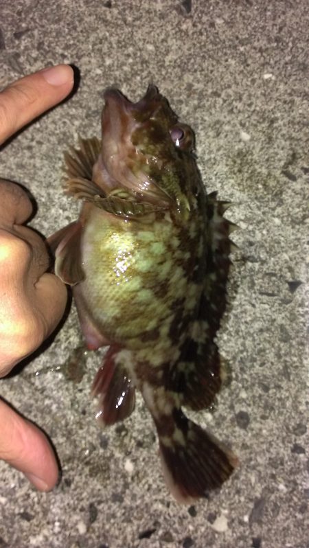 ズボと胴突き ガシラが好きなのは？