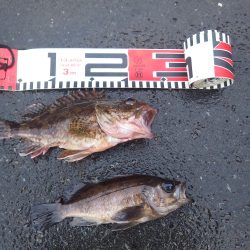 喜多メバル＆ガシラ偵察