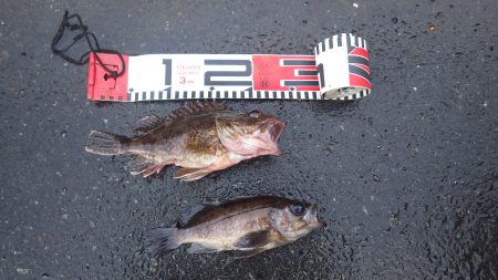 喜多メバル＆ガシラ偵察