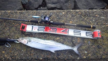 舞鶴湾サゴシ回っています。