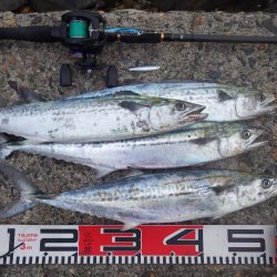 舞鶴湾サゴシ続報