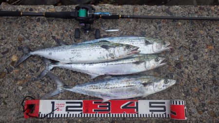 舞鶴湾サゴシ続報