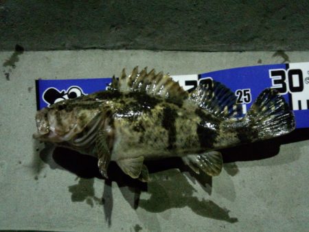 大阪湾奥でのガシライング　アツ過ぎです！