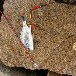 高砂でフカセ　辛うじてボウズ逃れ