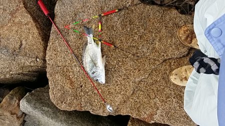 高砂でフカセ　辛うじてボウズ逃れ